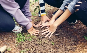 The Nicaforest High Impact Reforestation Program